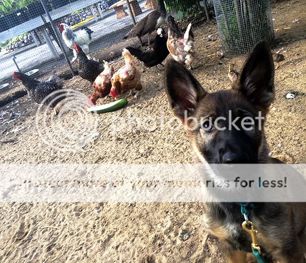 Help! My gad jumped the electric fence! German Shepherds Forum